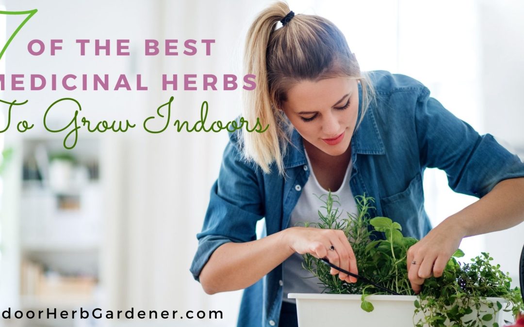 7 of the Best Medicinal Herbs to Grow Indoors