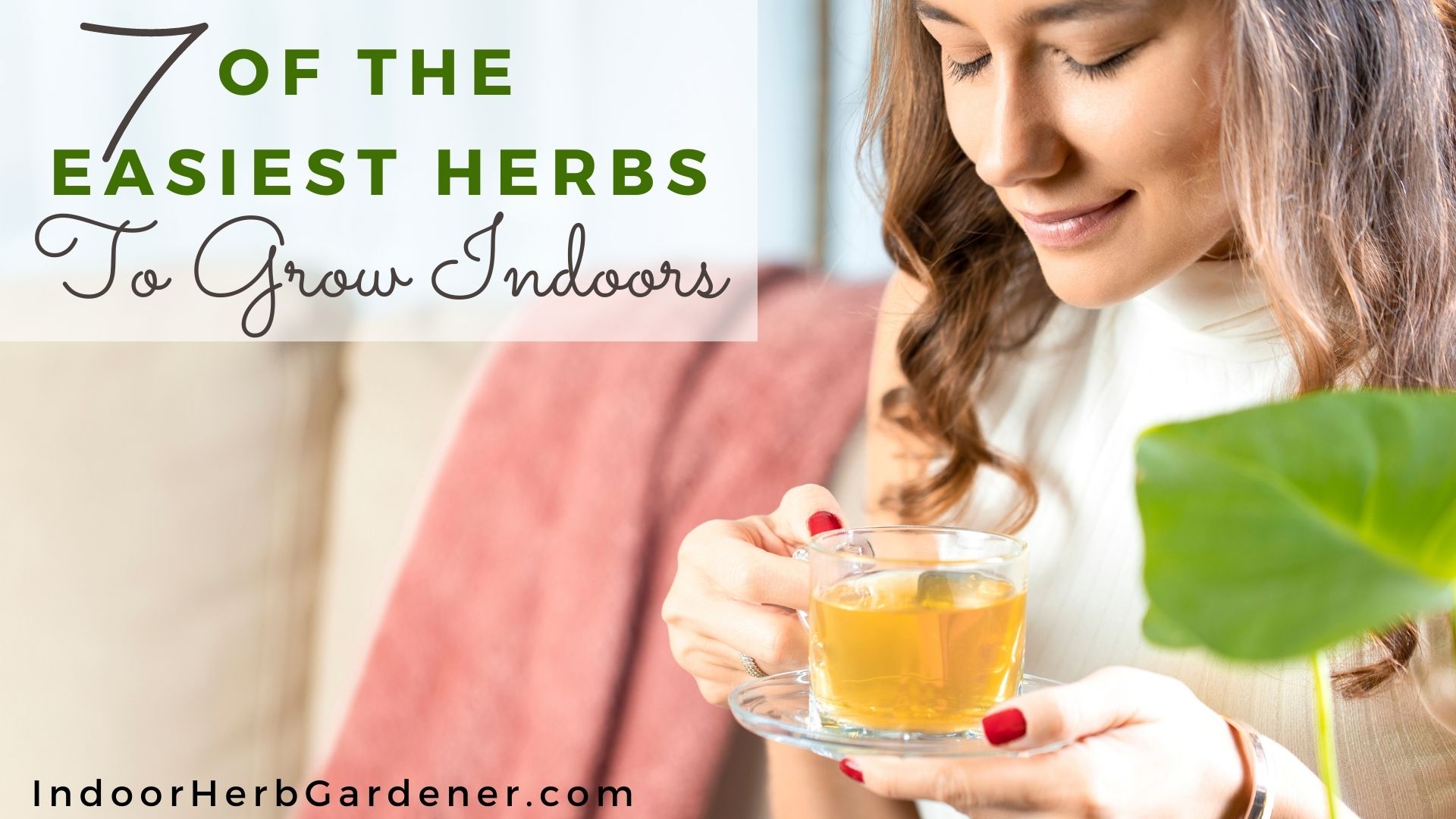 7 Of The Easiest Herbs To Grow Indoors