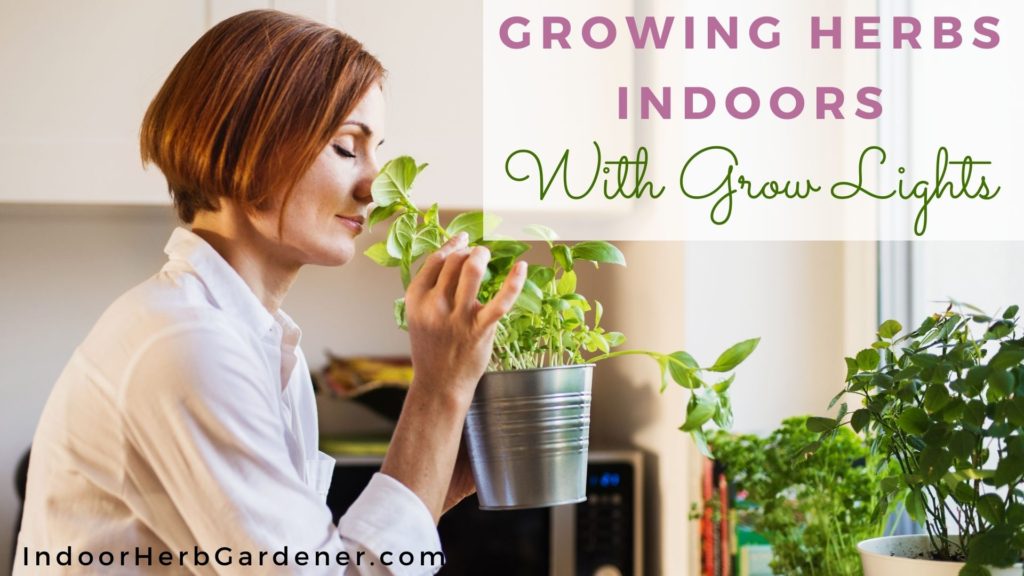 growing herbs indoors with grow lights