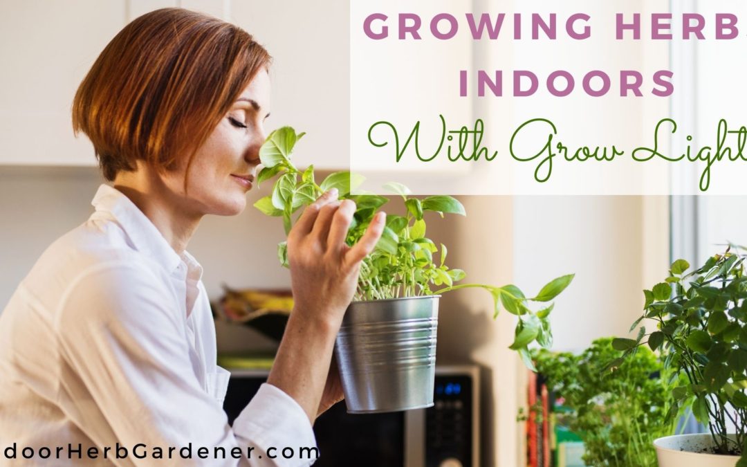 Growing Herbs Indoors With Grow Lights